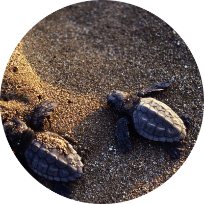 Conservation efforts turtles