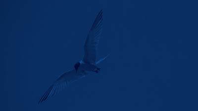 The roseate tern