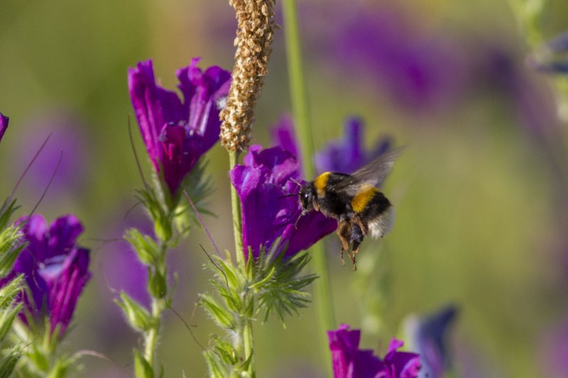 Buff-tailed Bumblebee (Bombus_terrestris) Anton Kvarnback.jpg