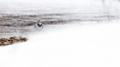 Nature restoration success stories