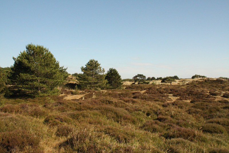 Dunes_Netherlands_Box 3.2.jpg