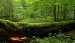 LIFE Programme and Natura 2000