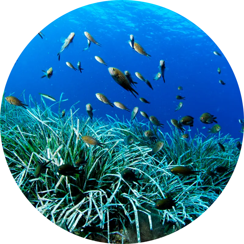 Marine habitats: seagrasses, the forests of the sea