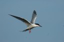 The Roseate Tern - status and distribution