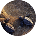 Conservation efforts turtles