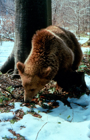 BrownBear.png