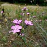 Dianthus diutinusResized.png