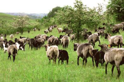 Grassland.png