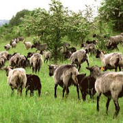 Grassland_resized.png