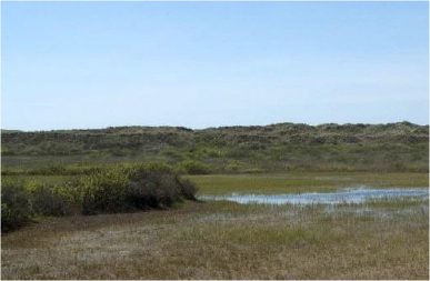 Humid Dune.png