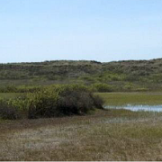 Humid Dune_resized.png