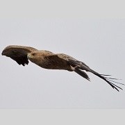 SpanishImperial_Eagle_resized.jpg