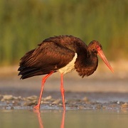 © Jiří Bartoš. Black stork. IUCN Redlist_resized.jpg