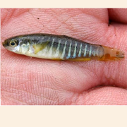 Killifish_resized.png