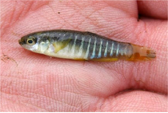 Killifish.png