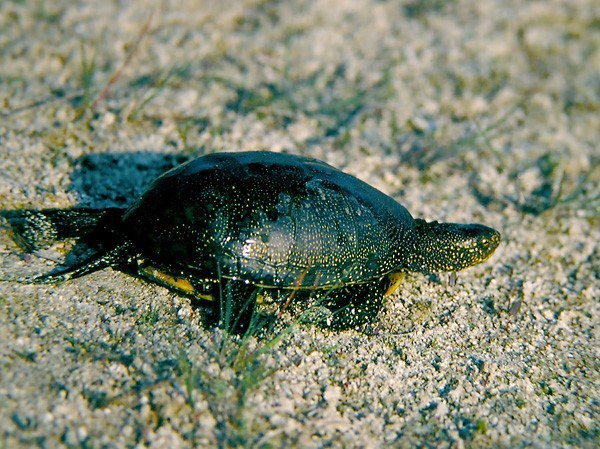 Pond_Turtle.jpeg