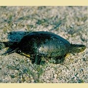 Pond_Turtle_resized.jpg