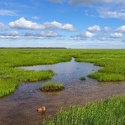 © Tapio Heikkilä. Baltic meadow_resize.jpg