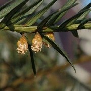 Taxus_baccata_resized.jpg