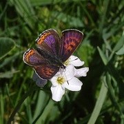 Violet_Copper_resized.jpg
