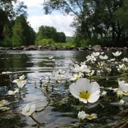 ©Rutger Barendse (Saxifraga)