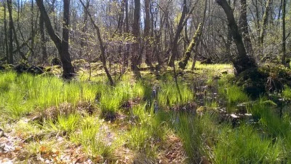 ARCHIVED-EUNIS habitat types hierarchical view 2012.webp