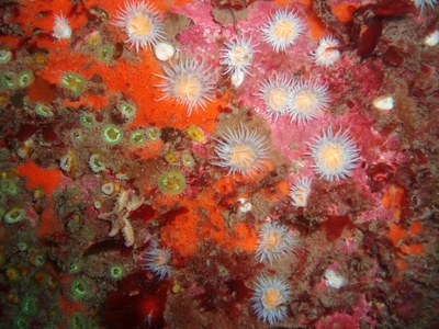 Marine EUNIS habitats in Nature Restoration Regulation (soon available)