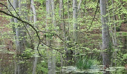 European Red List of habitats hierarchical view